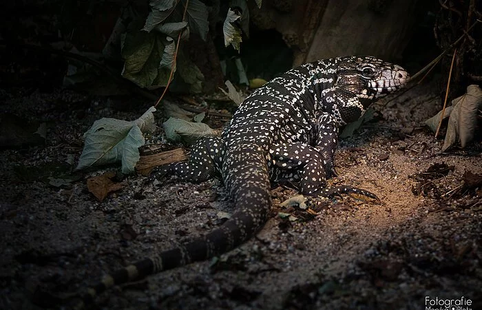 Eine große dunkelgefleckte Echse kriecht auf  am dunklen Boden entlang.