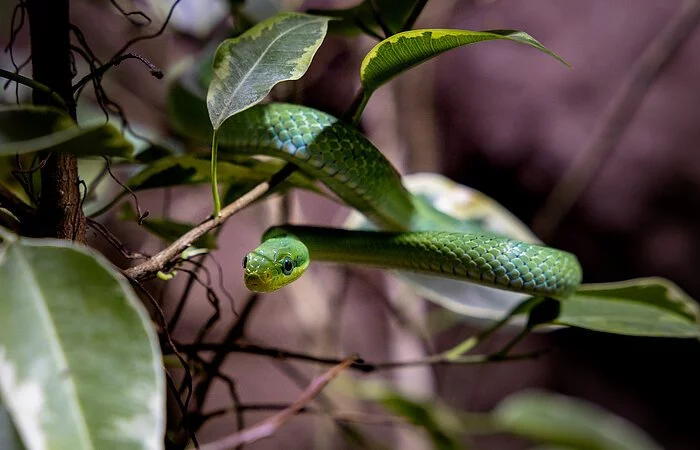 Eine grüne Schlange schlängelt sich auf einem Ast mit grünen Blättern hindurch.