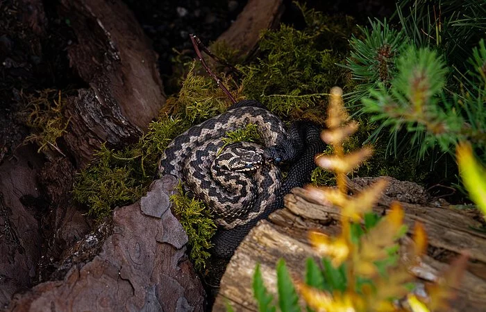 Eine Schlange hat es sich zusammengerollt auf einem Baumstamm gemütlich gemacht.