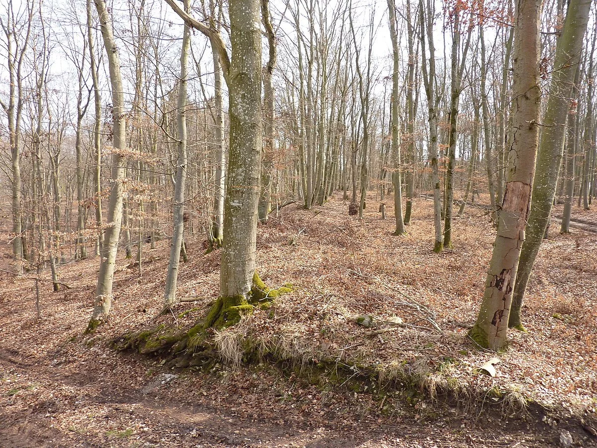 Ringwall am Burgberg bei Heroldingen Ringwall am Burgberg im Wald bei Heroldingen.