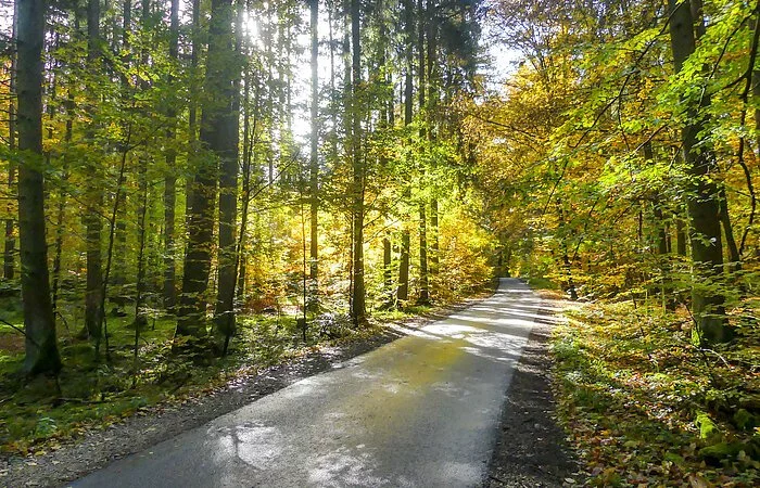 Römerstraße im herbstlichen Wald