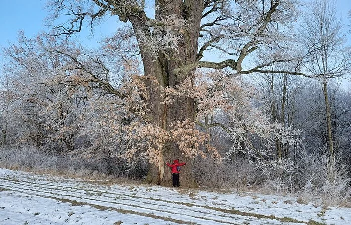 Winterspaziergang auf der Schaufe 24 in Schambachtal / Altmannstein. Eine Person steht vor der 1000 Jahre alten Eiche die mit Schee bedeckt ist