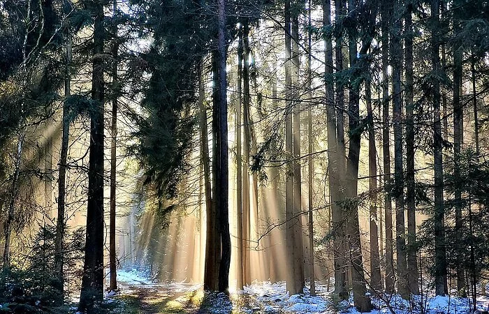 Durch den winterlichen Wald scheint die strahlende Sonne auf den Winterwanderweg der Schlaufe 24
