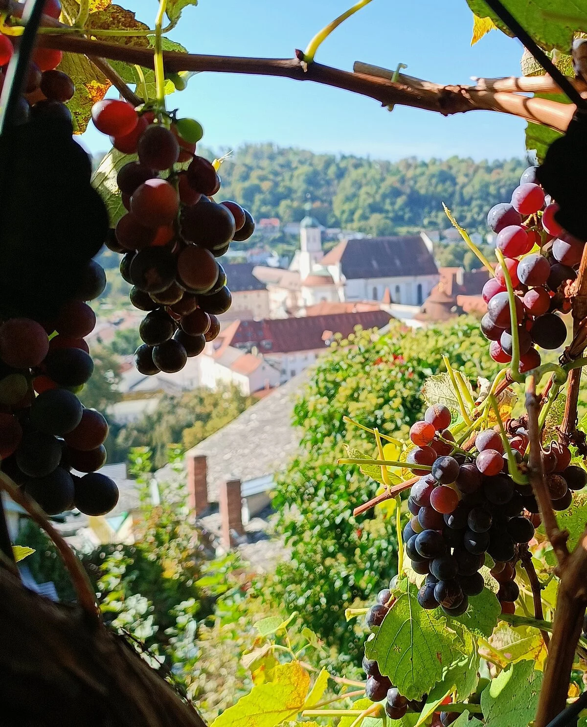 Blick vom Berg aus auf Eichstätt. Im Vordergrund hängen dunkle Weintrauben an einer Rebe.