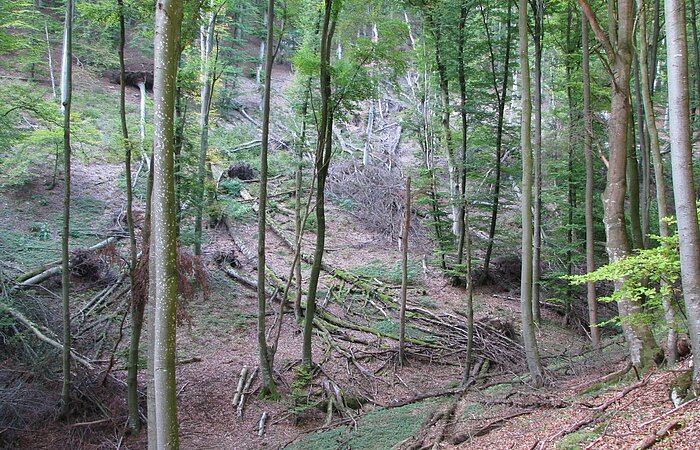 Naturwaldreservat Beixenhart