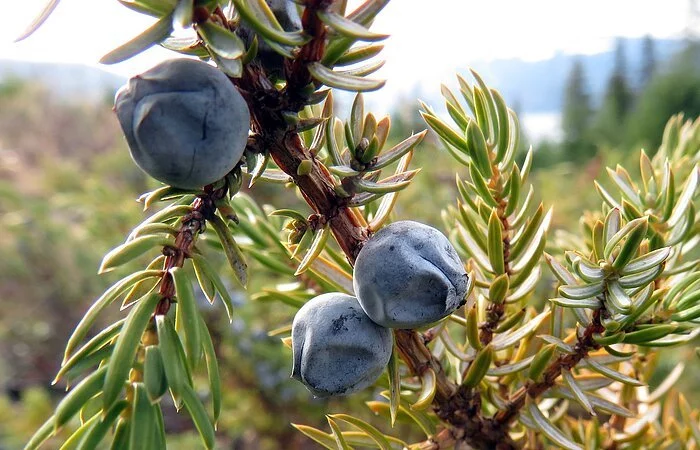 Ein Wacholderzweig mit drei Früchte