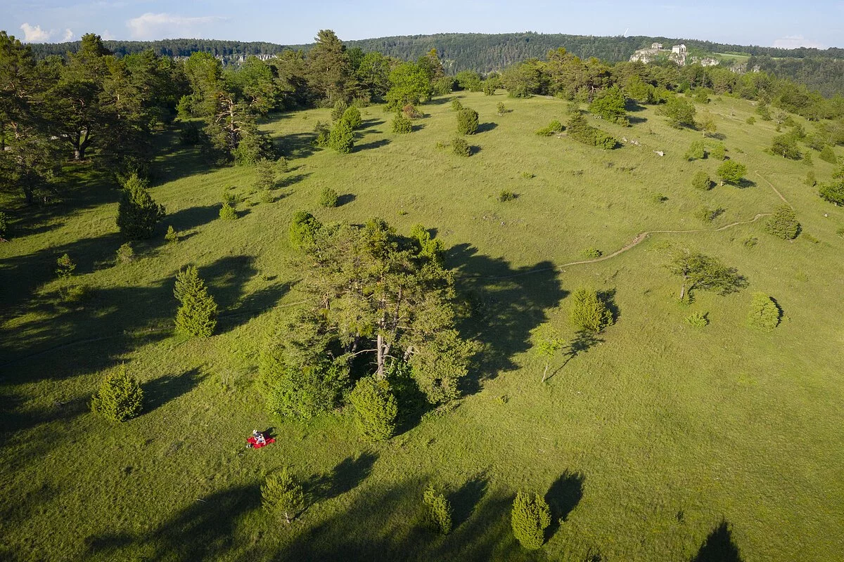 Wanderer auf der Gungoldinger Wacholderheide unterwegs auf dem Altmühltal-Panoramaweg. Die Wanderer sind nur ganz schwach inmitten der grünen Landschaft auszumachen.