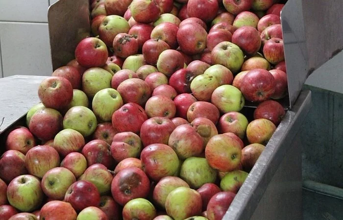 Eine große Edelstahlwanne ober Schütte ist gefüllt mit vielen Äpfeln, die aus einem Sack, der noch sichtbar ist, geschüttet wurden.