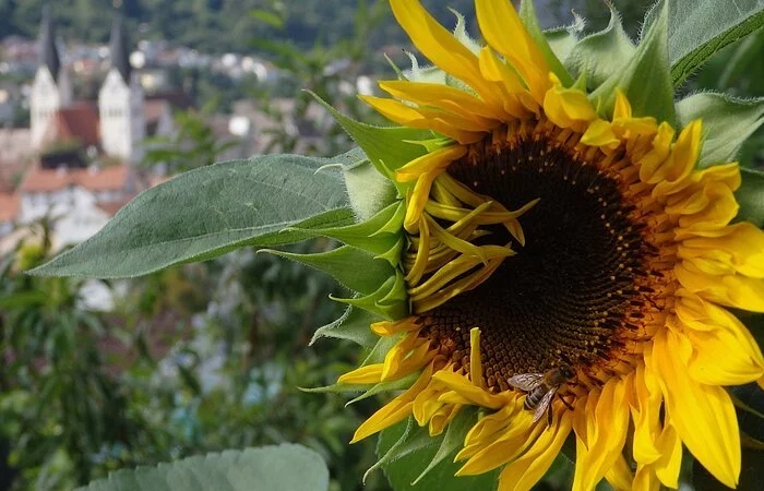 Sonnenblume mit Biene, im Hintergrund Eichstätt