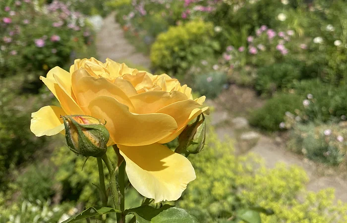 Gelb blühende Rosenblüte in einem Garten.