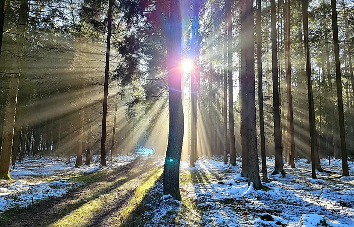 Im Wald auf dem Weg der Schlaufe 24 scheint die strahlende Sonne durch die lichten Bäume auf den Schee bedeckten Waldboden.