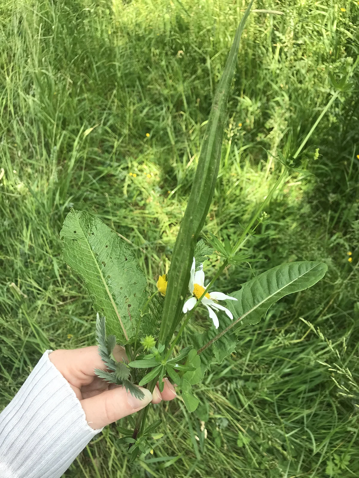 Wildkräuterstrauß Eine Hand hält einen Strauß aus wilden Kräutern