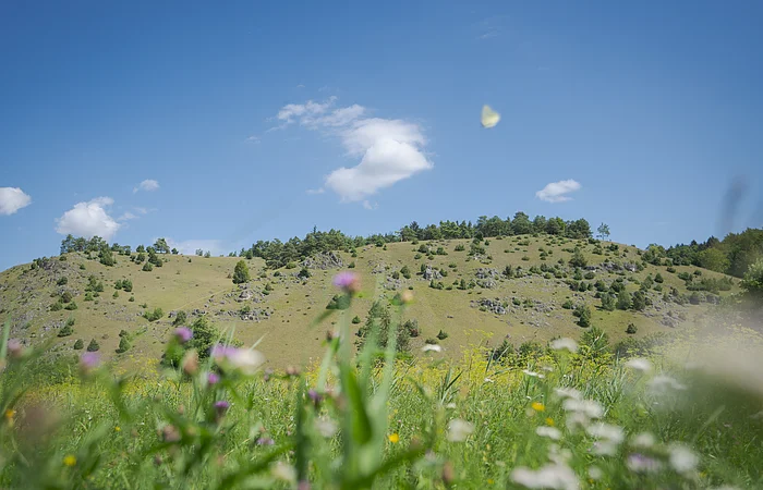 Wacholderheide bei Riedenburg