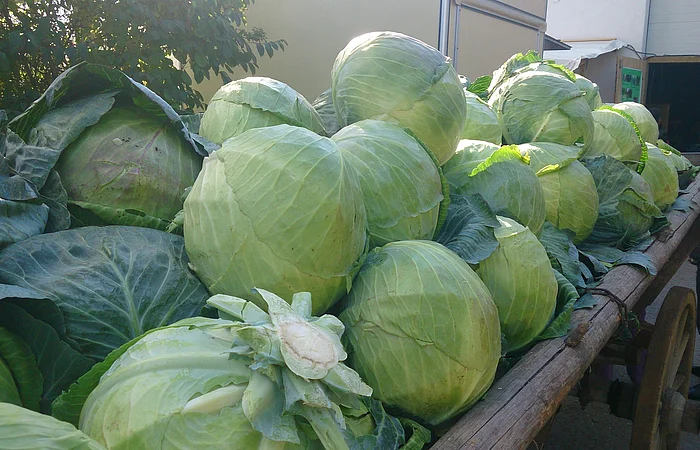 Auf einem alten Holzfuhrwagen liegen viele große grüne Weißkrausköpfe.