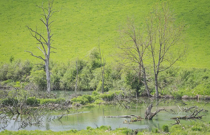 Im Tal der Biber, Biotop