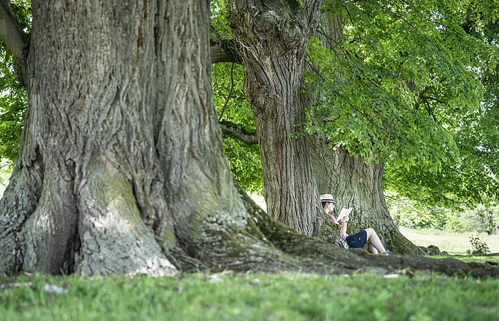 An dem hinteren sehr alten Baum hat es sich eine Wanderin mit Hut gemütlich gemacht. Es sind ein paar Äste mit grünen Blättern zu sehen. Aber die dicken Stämme nehmen viel Raum ein.