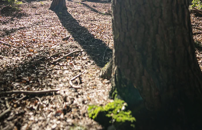 Zwei Personen liegen auf einer Liege im Wald.
