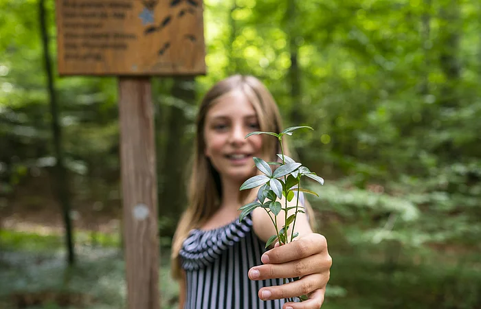 Ein Kind hält eine Pflanze im Walderlebnispfad in der Hand.