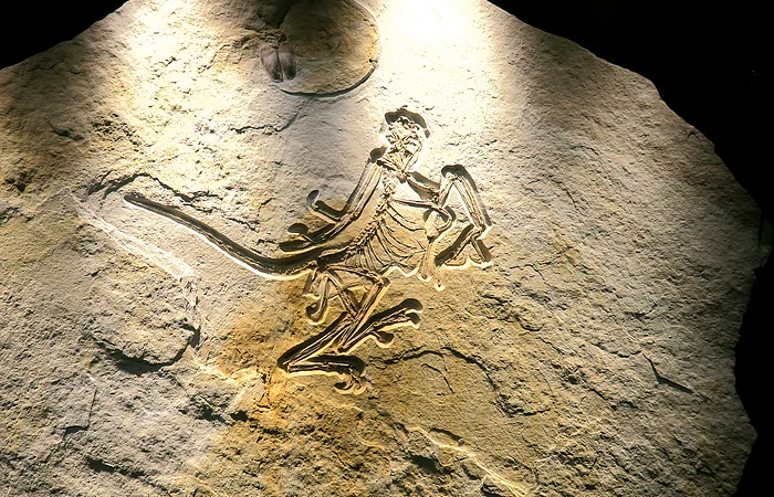 Der versteinerte Archaoepteryx aus dem Museum Solnhofen ist zu sehen.