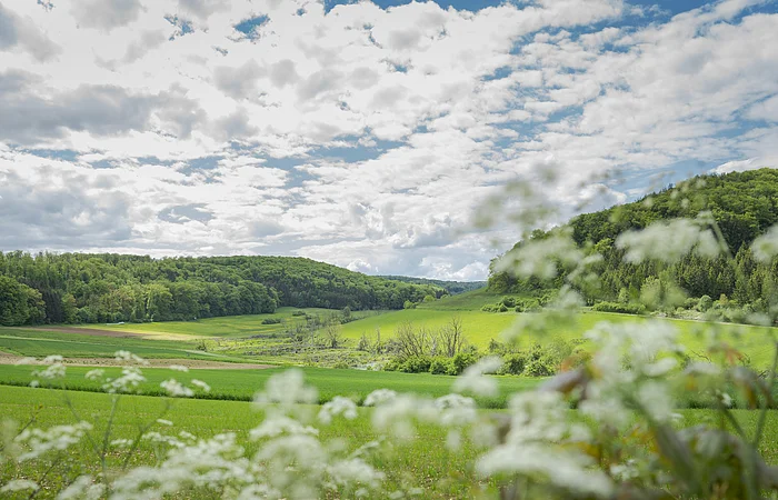 Blumenwiese, Himmel weiß-blau