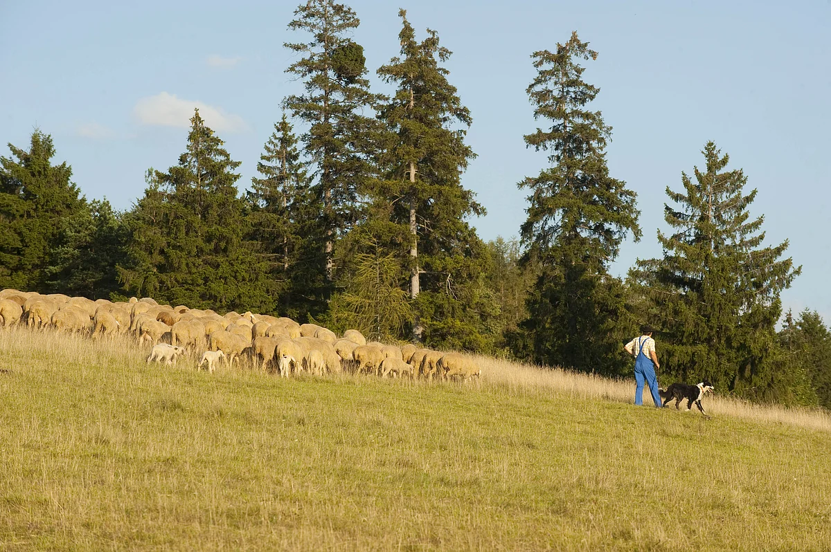 Das Foto zeigt einen Schäfer mit seiner Herde am Euerwanger Bühl