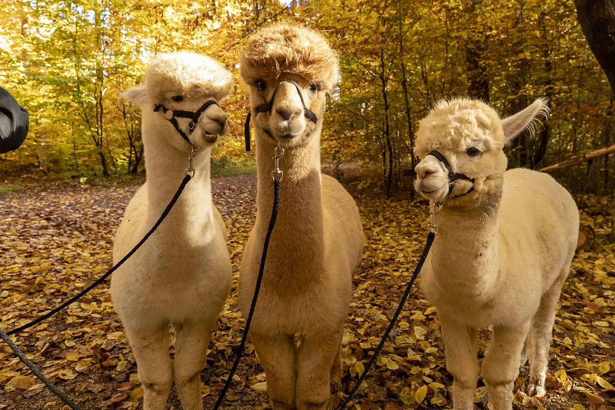 AMMERFELDER HIGHLAND TREKKING Drei ockerfarbene Alpakas, die sich auf einer Lichtung in einem herbstlichen Laubwald befinden, schauen angeleint in die Kamera.