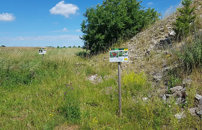 Das Bild zeigt eine Blumenwiese auf der linken Seite und eine ansteigende Steinhalde, bewachsen mit einem größeren Busch im Hintergrund und einer kleinen Fichte im vorderen Bereich. Mittig ist eine kleine Informationstafel zum Lebensraum Steinhalde zu erkennen. Hier ist ein Schmetterling (Tagpfauenauge) und eine Blume (Margarite) noch zu erkennen. Im Hintergrund inmitten der Blumenwiese ist eine weitere kleine diesem Lebensraum aufgestellt. Ein blauer Himmel mit 2 kleinen Wolken rahmt oben das Bild ab.