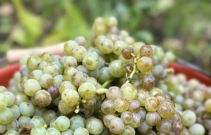 Eine braune Steinschale ist gefüllt mit vielen grünen, frisch geernteten Weintrauben.
