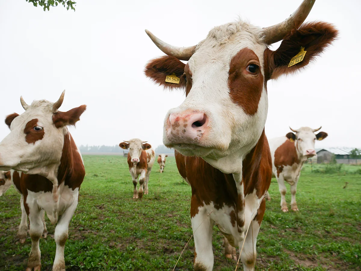 Rinder kommen über die Weide direkt auf die Betrachtenden zu