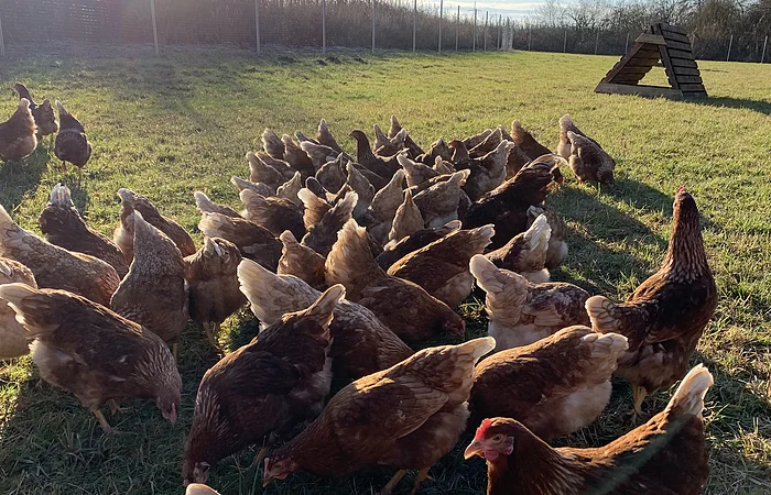 Hühner auf der Wiese