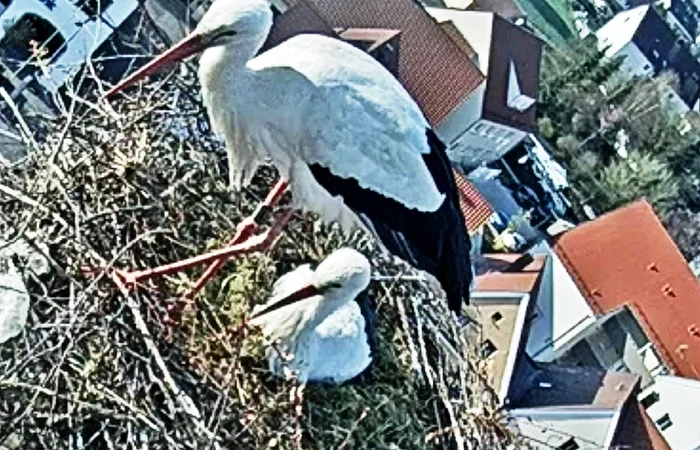 Zwei Störche in einem Nest auf einem Gebäude, im Hintergrund eine Stadtlandschaft mit grünen Flächen.