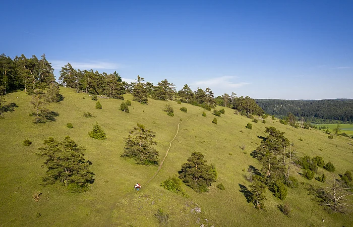 Die Gungoldinger Wacholderheide entstand im Mittelalter durch Rodung des Waldes und Viehbeweidung. Auf der Fläche konnten sich dann die Pflanzenarten des Trockenrasens ausbreiten, die ihr das typische Aussehen gegeben haben.