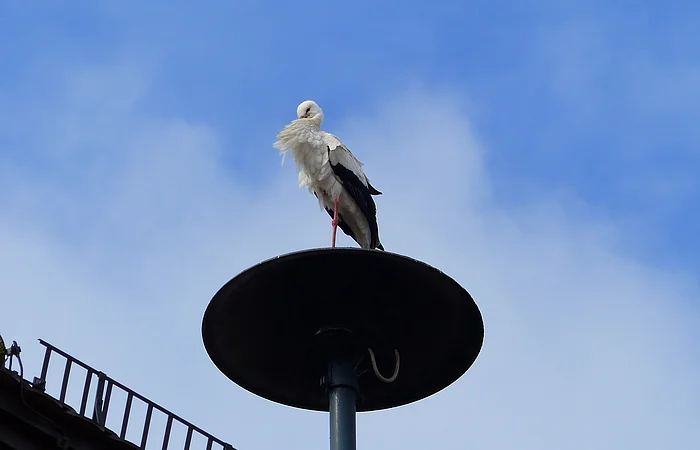 Ein Storch steht auf einer Straßenlaterne vor blauem Himmel mit Wolken.