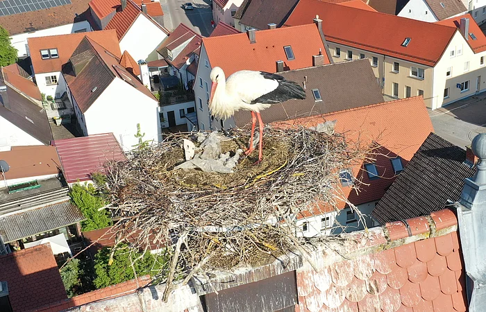 Ein Storch steht in einem großen Storchen-Nest auf einem Dach, umgeben von roten Ziegeldächern einer Stadt.