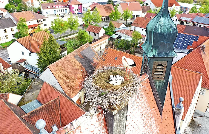 Ein erwachsener Storch und drei Storchenkinder  in einem großen Nest auf einem Gebäude mit rotem Dach. Am Dach ein spitzer Turm, umgeben von anderen roten Dächern und Gebäuden mit Bäumen.
