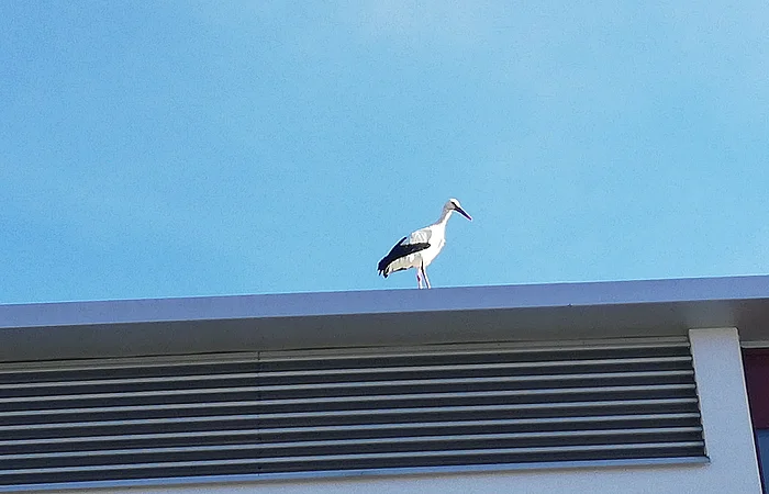 Ein Storch steht auf dem Dach eines Gebäudes vor blauem Himmel.