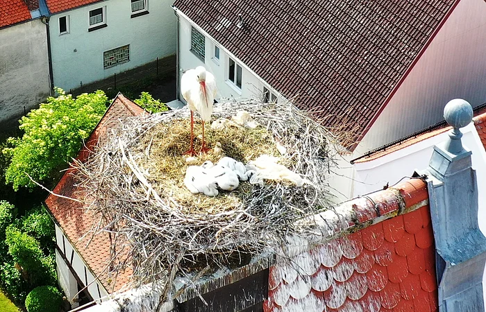 Storchennest auf dem Dach eines Gebäudes mit einem erwachsenen Storch und mehreren Küken.