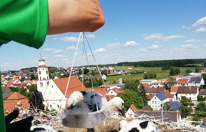 Eine Person wiegt einen jungen Storch in einer Schale über dem Nest auf einem Dach, mit Blick auf eine Stadtlandschaft und blauen Himmel. Im Nest liegen insgesamt drei Störche.