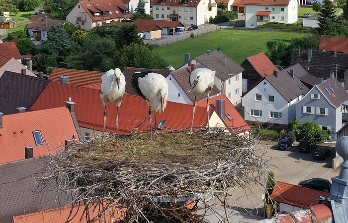 Drei Störche stehen in einem großen Nest auf einem Dach, im Hintergrund Sicht auf Häuser einer Stadt mit roten und braunen Dächern.