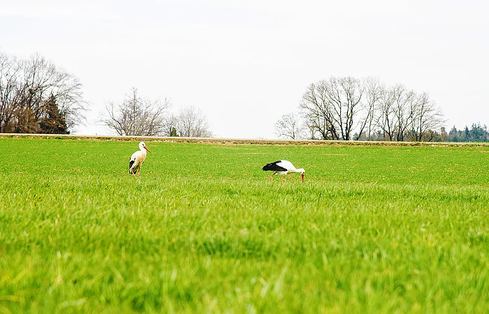 Zwei Störche stehen auf einer grünen Wiese, im Hintergrund sind kahle Bäume zu sehen.