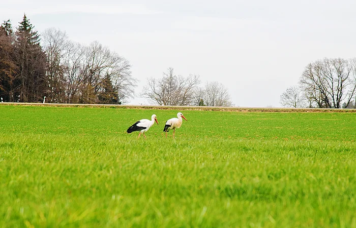 Zwei Störche stehen auf einer grünen Wiese, im Hintergrund sind Bäume ohne Blätter.