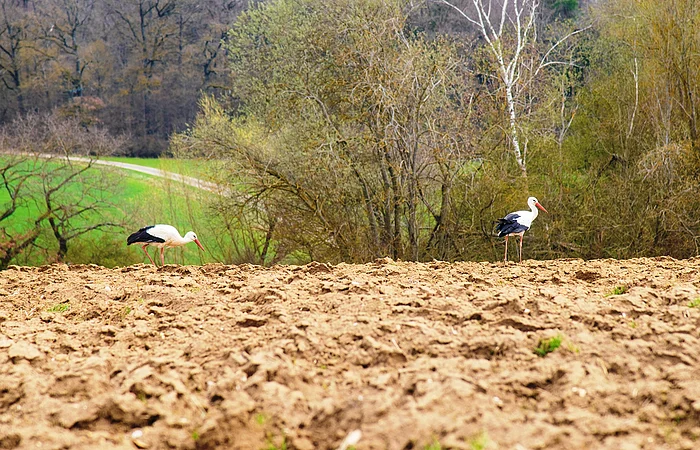Zwei Störche laufen auf einem Feld voller abgefallener gelb-brauner Blätter, im Hintergrund Bäume und eine grüne Wiese.