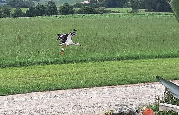 Ein Storch fliegt über eine grüne Wiese, im Vordergrund ein Schotterweg und ein Garten mit Pflanzen und Dekorationen.