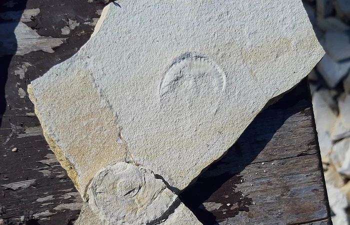 Zwei gebrochene Steine mit fossilen Abdrücken auf einer Holzoberfläche.
