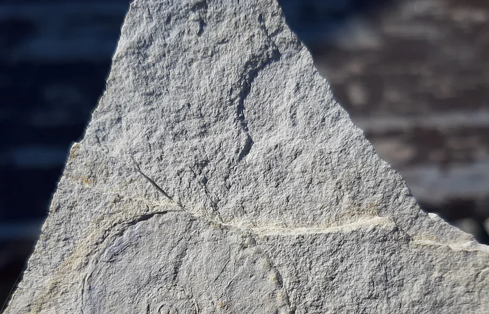 Ein grauer Stein mit einer spiralförmigen Fossilprägung darauf.