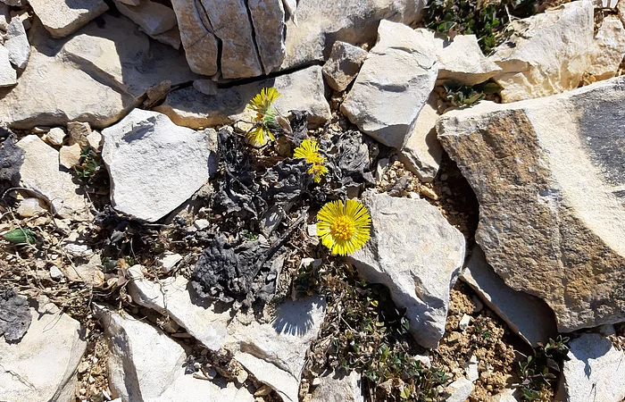Gelbe Blüten wachsen zwischen hellen, unregelmäßig geformten Steinen auf trockenem Boden.