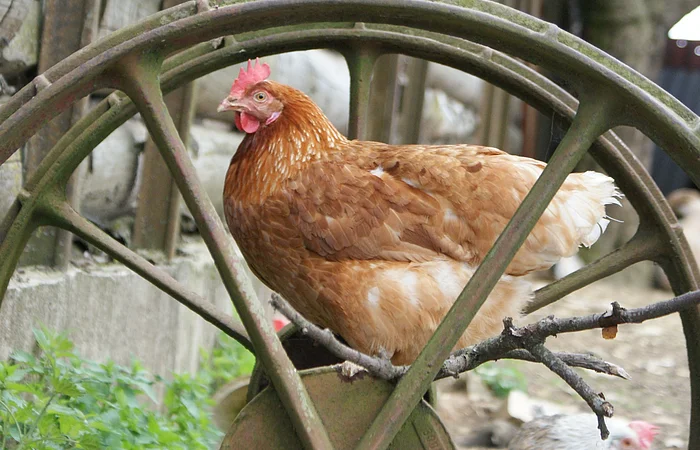 Zwei braune Hühner stehen auf einem alten Wagenrad vor einer Holzwand.