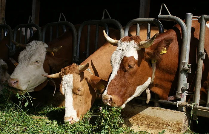 Drei Kühe fressen Gras in einem Stall aus Metallfuttertrögen.
