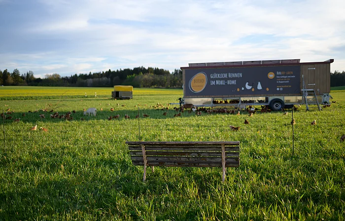 Holzbank auf einer Wiese, im Hintergrund ein mobiler Hühnerstall und Hühner.