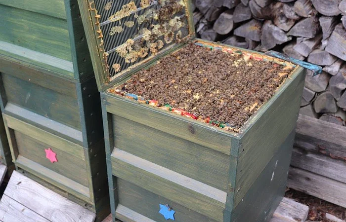 Geöffneter Bienenstock mit Bienen auf den Waben, daneben ein geschlossener Bienenstock. Im Hintergrund gestapeltes Holz.